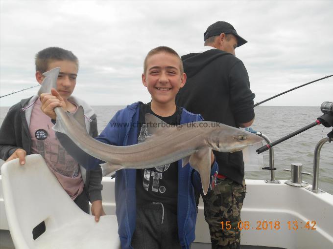 5 lb Starry Smooth-hound by Jacob