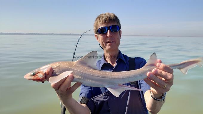 3 lb Starry Smooth-hound by Jason Hopkins