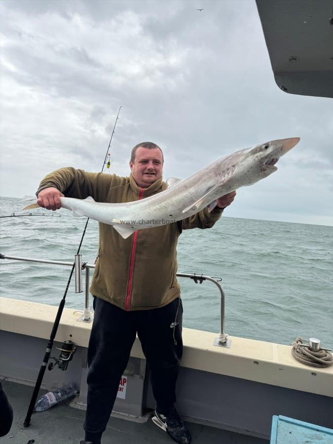 31 lb Tope by Unknown
