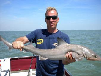 12 lb 6 oz Smooth-hound (Common) by Tony Baker