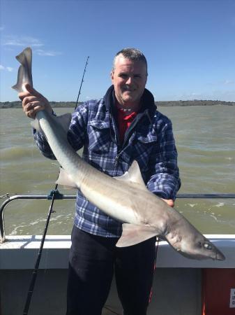 17 lb Starry Smooth-hound by Unknown