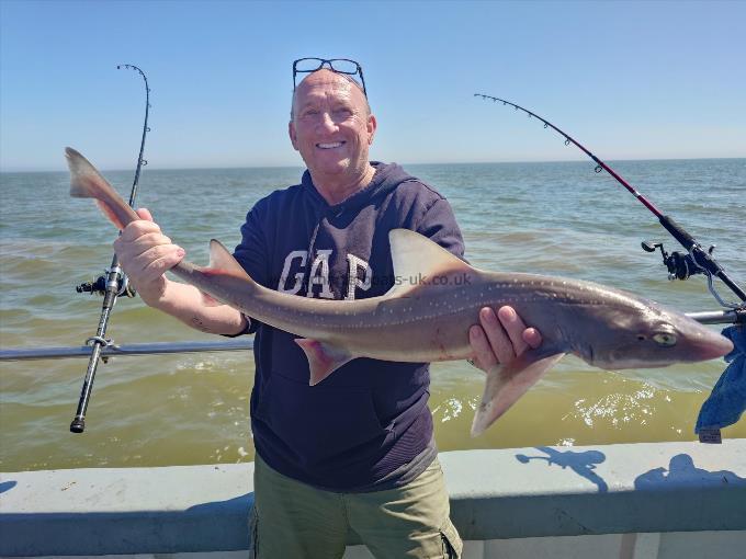 6 lb Smooth-hound by David