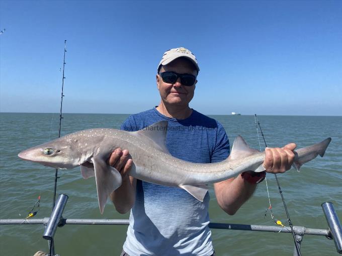 10 lb Starry Smooth-hound by Unknown