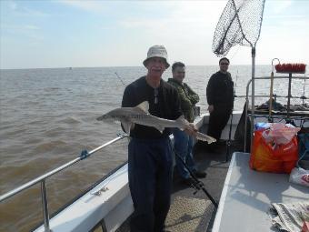 5 lb Starry Smooth-hound by Derek Ball