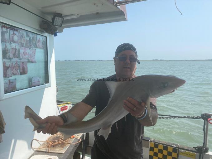 15 lb Starry Smooth-hound by Unknown