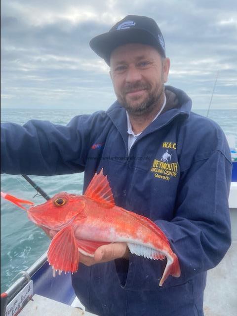 2 lb 1 oz Red Gurnard by Unknown