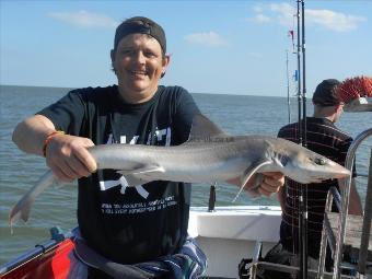 5 lb Starry Smooth-hound by Sean Bradley