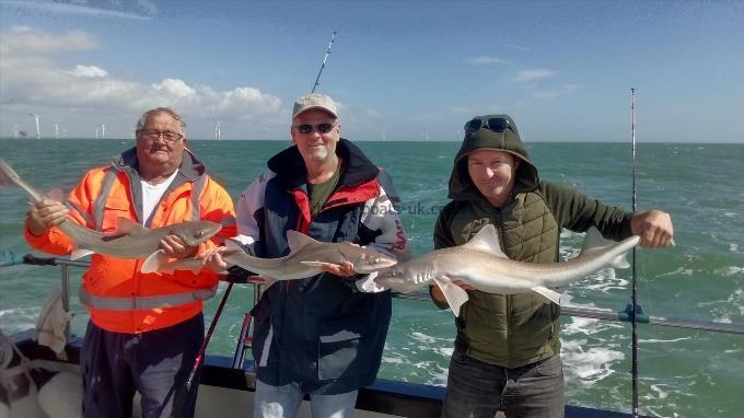 2 oz Smooth-hound by Unknown
