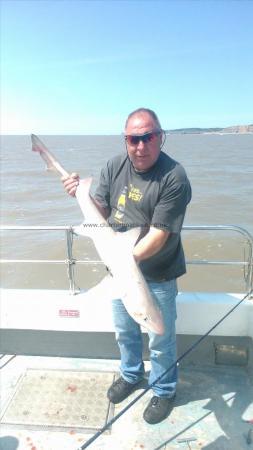 11 lb Smooth-hound (Common) by pete the bus