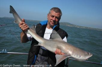 14 lb Starry Smooth-hound by Mark