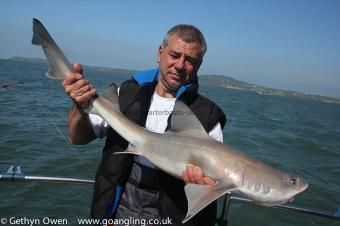 14 lb Starry Smooth-hound by Mark