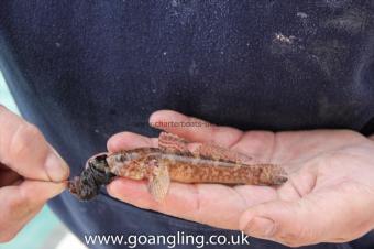 2 oz Rock Goby by Rob