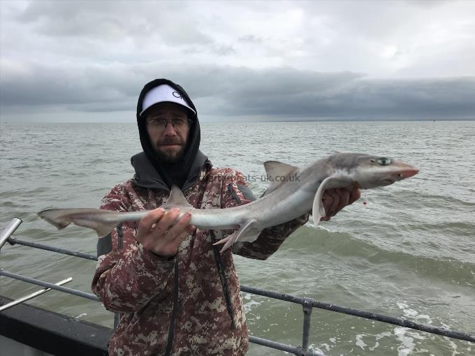 6 lb Starry Smooth-hound by Unknown