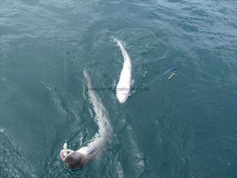 35 lb Conger Eel by Busy time at anchor