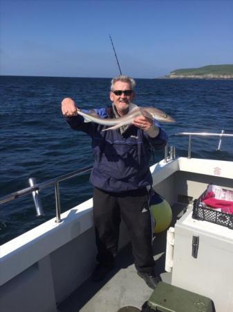 3 lb 4 oz Starry Smooth-hound by Tony