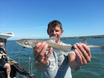 1 lb Starry Smooth-hound by Unknown