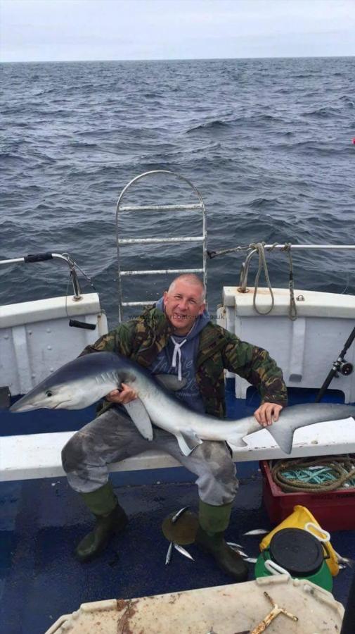 80 lb Blue Shark by Unknown