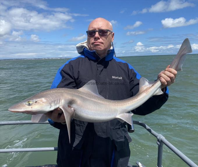 12 lb Smooth-hound (Common) by Unknown