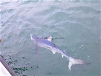 125 lb Blue Shark by Steve Parks