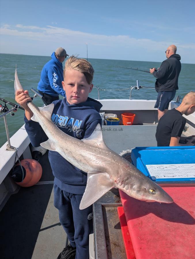 6 lb Starry Smooth-hound by Alfie