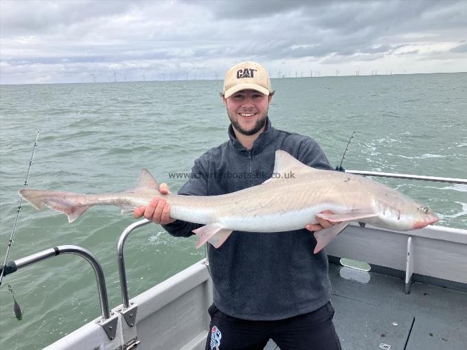 13 lb Smooth-hound by Unknown