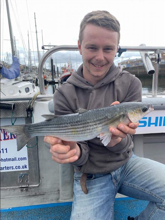 1 lb Thick-Lipped Grey Mullet by Sam