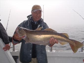 11 lb 12 oz Pollock by Ken from Glasgow.