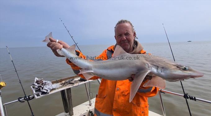 12 lb Smooth-hound (Common) by Mick