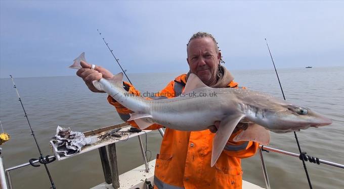 12 lb Smooth-hound by Mick