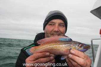 1 lb Cuckoo Wrasse by Jeff