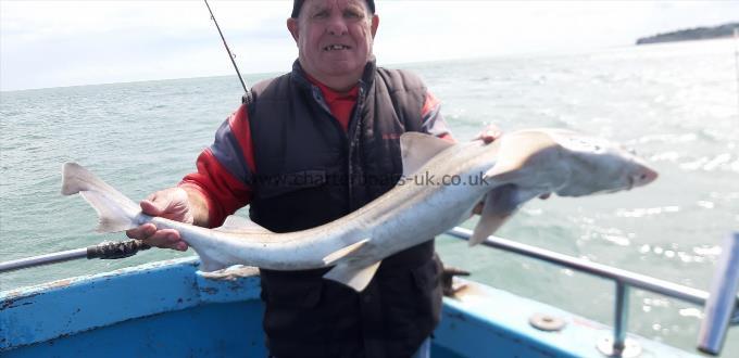 10 lb 2 oz Smooth-hound (Common) by Alan