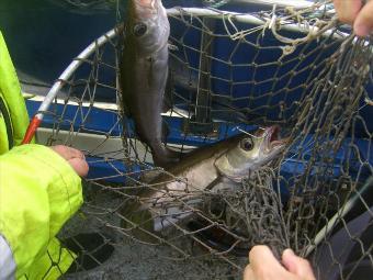 4 lb 2 oz Pollock by two at a time