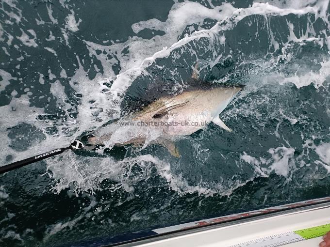 245 lb Bluefin Tuna by John Trevett