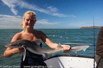 6 lb Starry Smooth-hound by Josie