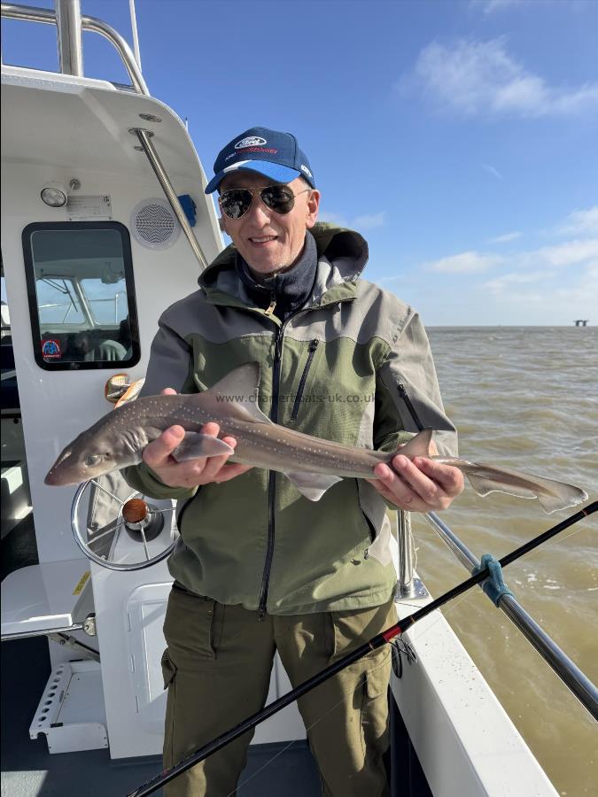 5 lb Starry Smooth-hound by Simon