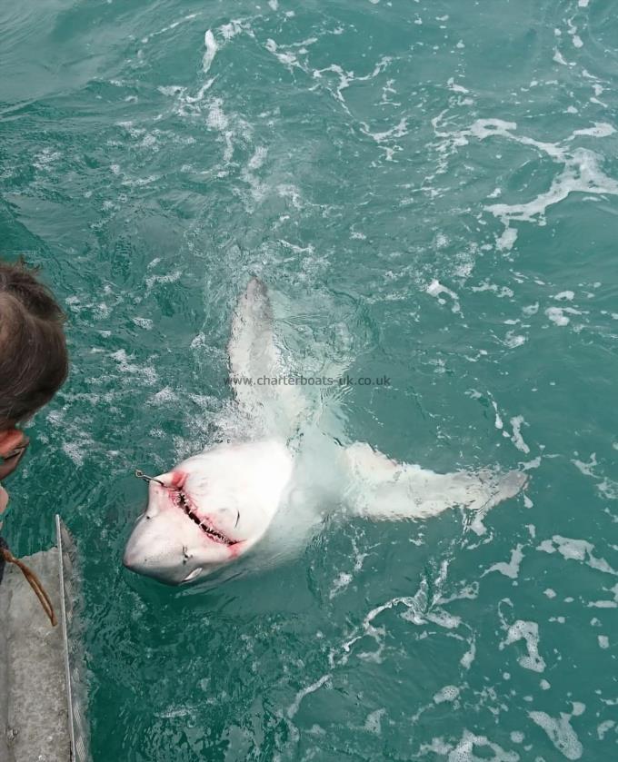 300 lb Porbeagle by Phil