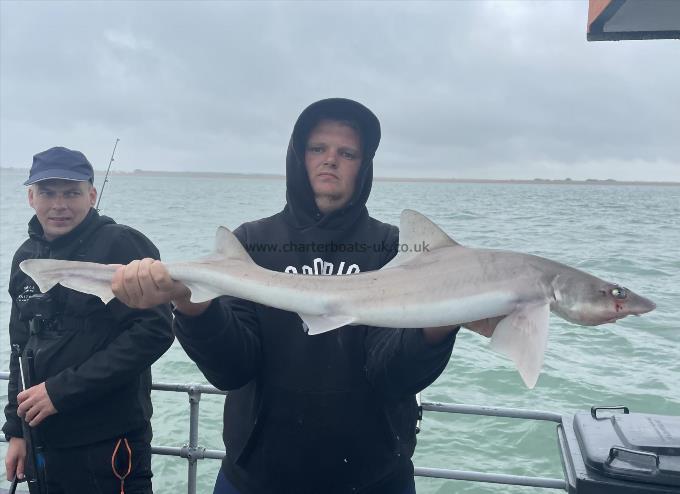 11 lb Smooth-hound by Unknown