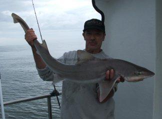 15 lb 12 oz Smooth-hound (Common) by Unknown