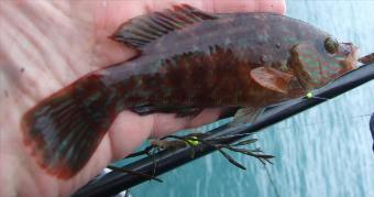 4 oz Corkwing Wrasse by Andy Selby