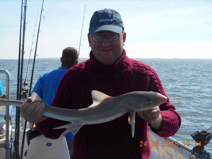 3 lb 5 oz Starry Smooth-hound by Docter Vic