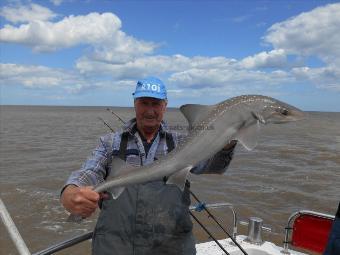 8 lb Starry Smooth-hound by Chris Merrison