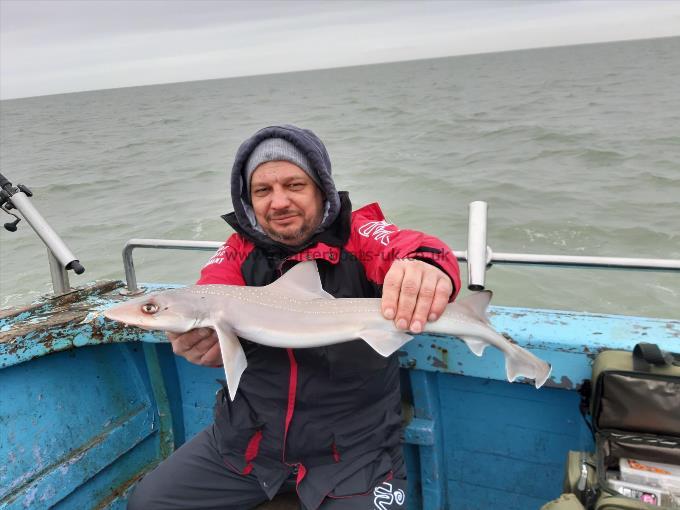 5 lb Smooth-hound (Common) by Janusz