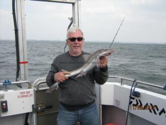 5 lb Starry Smooth-hound by Unknown