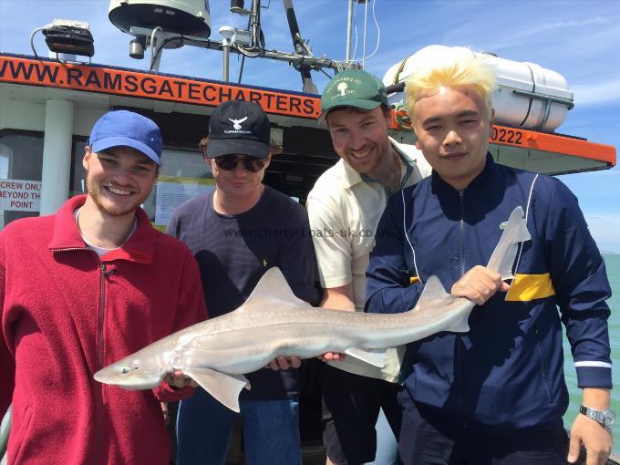16 lb Smooth-hound by Unknown