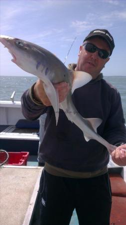 6 lb Smooth-hound (Common) by John