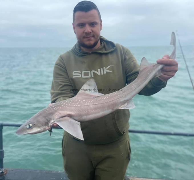 7 lb Smooth-hound (Common) by Unknown