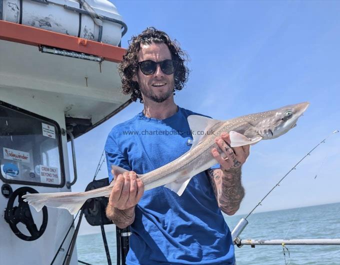 4 lb Smooth-hound by Unknown