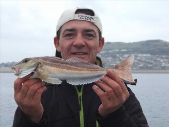 1 lb Grey Gurnard by Pascal Rommelaere