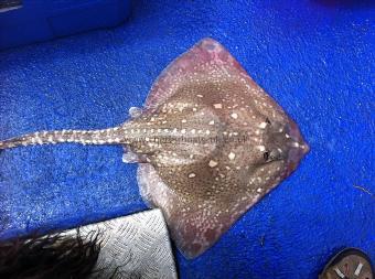 8 lb 4 oz Thornback Ray by Unknown