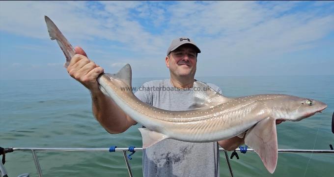 13 lb Starry Smooth-hound by Alan